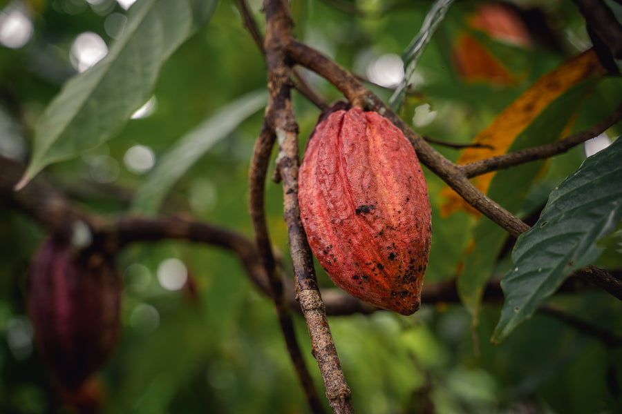 Thai Cacao Innovation in Chumphon