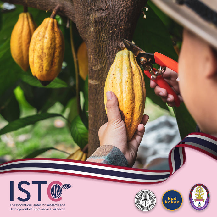 Introducing The Innovation Center of Research and Development of Sustainable Thai Cacao