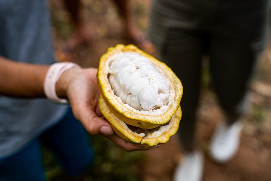 Discover the Delightful Story of Kad Kokoa's Single Origin Cacao from Chiang Mai Province