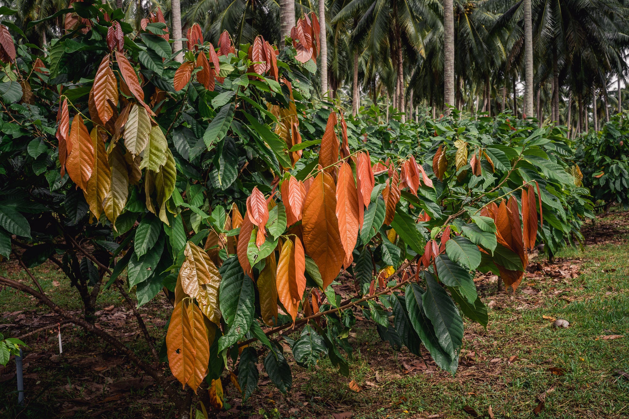 Kad Kokoa Cacao Tea