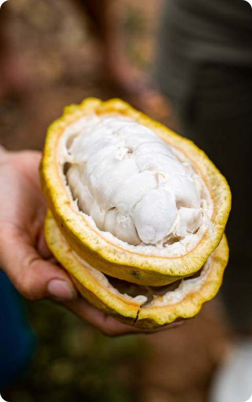 Opened cacao pod with fresh cacao beans kad kokoa