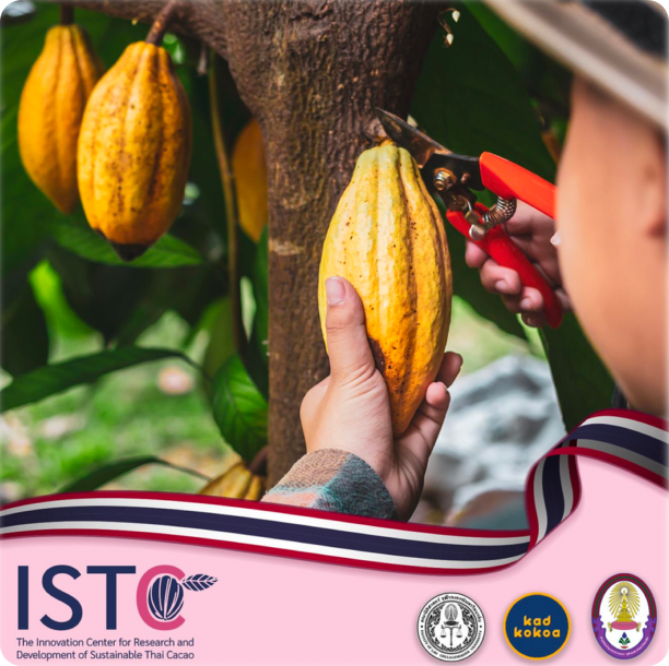 Harvesting ripe cacao pod from tree, Kad Kokoa and ISTC sustainable Thai cacao initiative