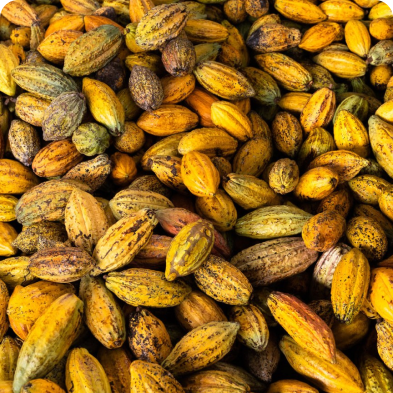 cacao fruits full frame