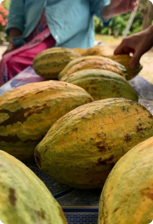 cacao fruits lined up for inspection in the south of thailand