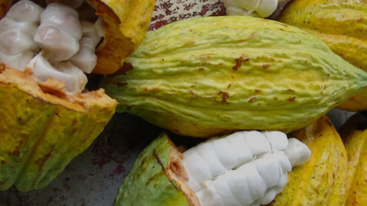 Opened yellow cacao pods with fresh white cacao beans inside