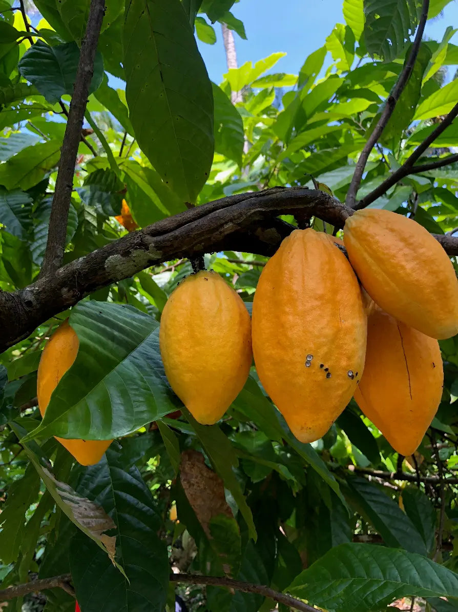 Ripe yellow cacao pods growing on a cacao tree in Thailand